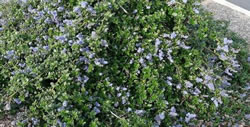 Drought Tolerant Ground Cover, La Canada CA